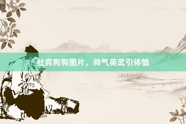 杜宾狗狗图片，帅气英武引体恤